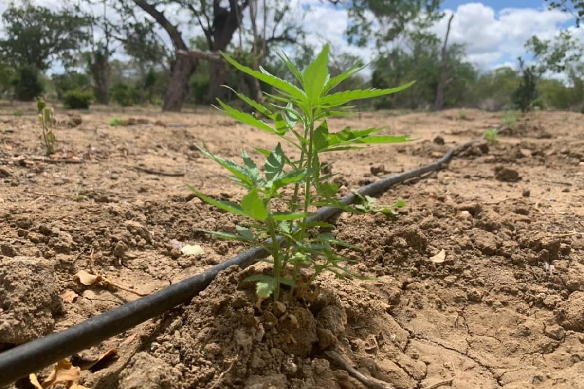 75 mil pés de maconha são erradicado pela Cipe Caatinga no interior da Bahia