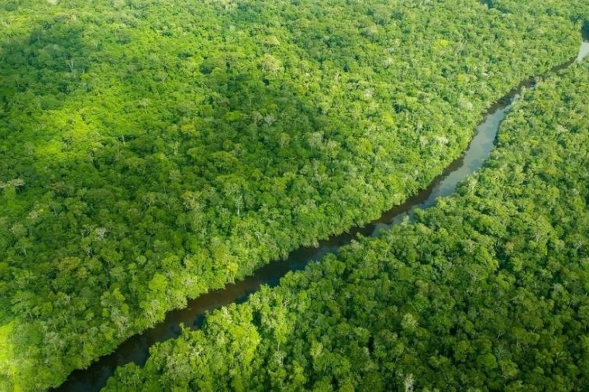 Após suspensão, fim do Fundo Amazônia pode afetar fiscalização do Ibama contra o desmatamento