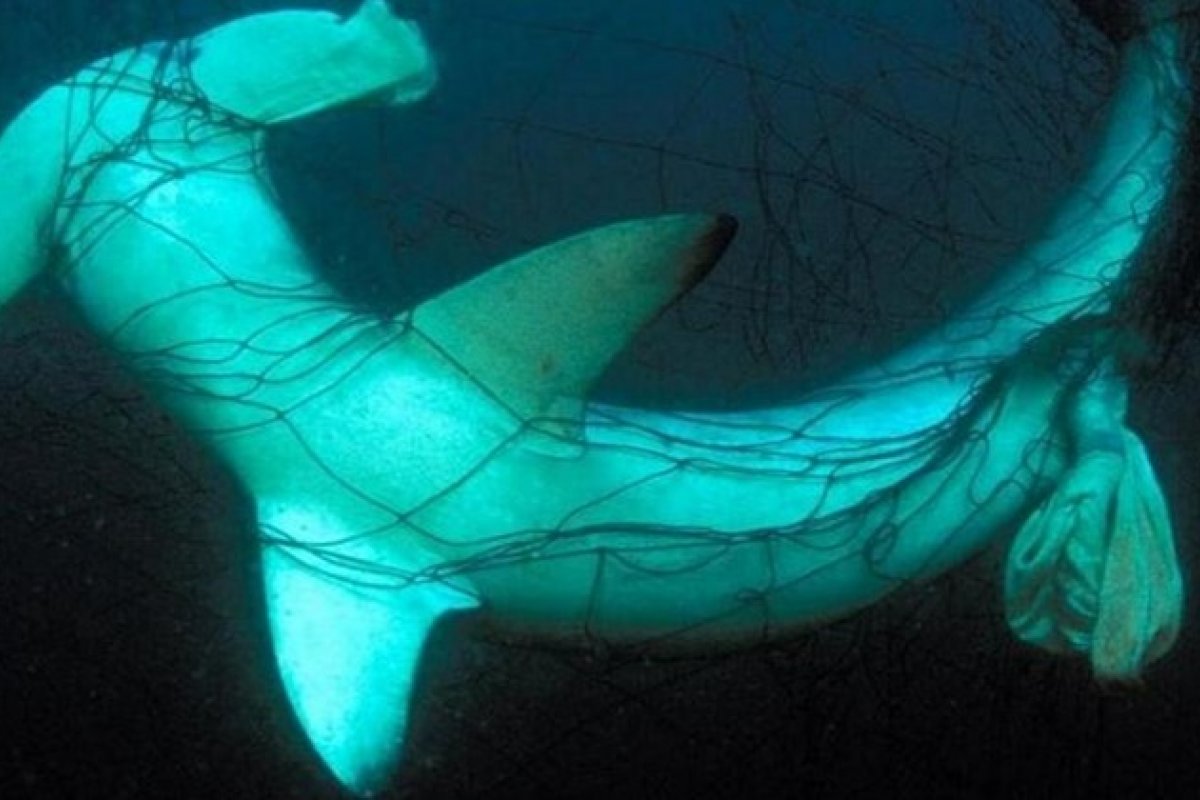 71% da população de tubarões e arraias já desapareceram dos mares, aponta pesquisa