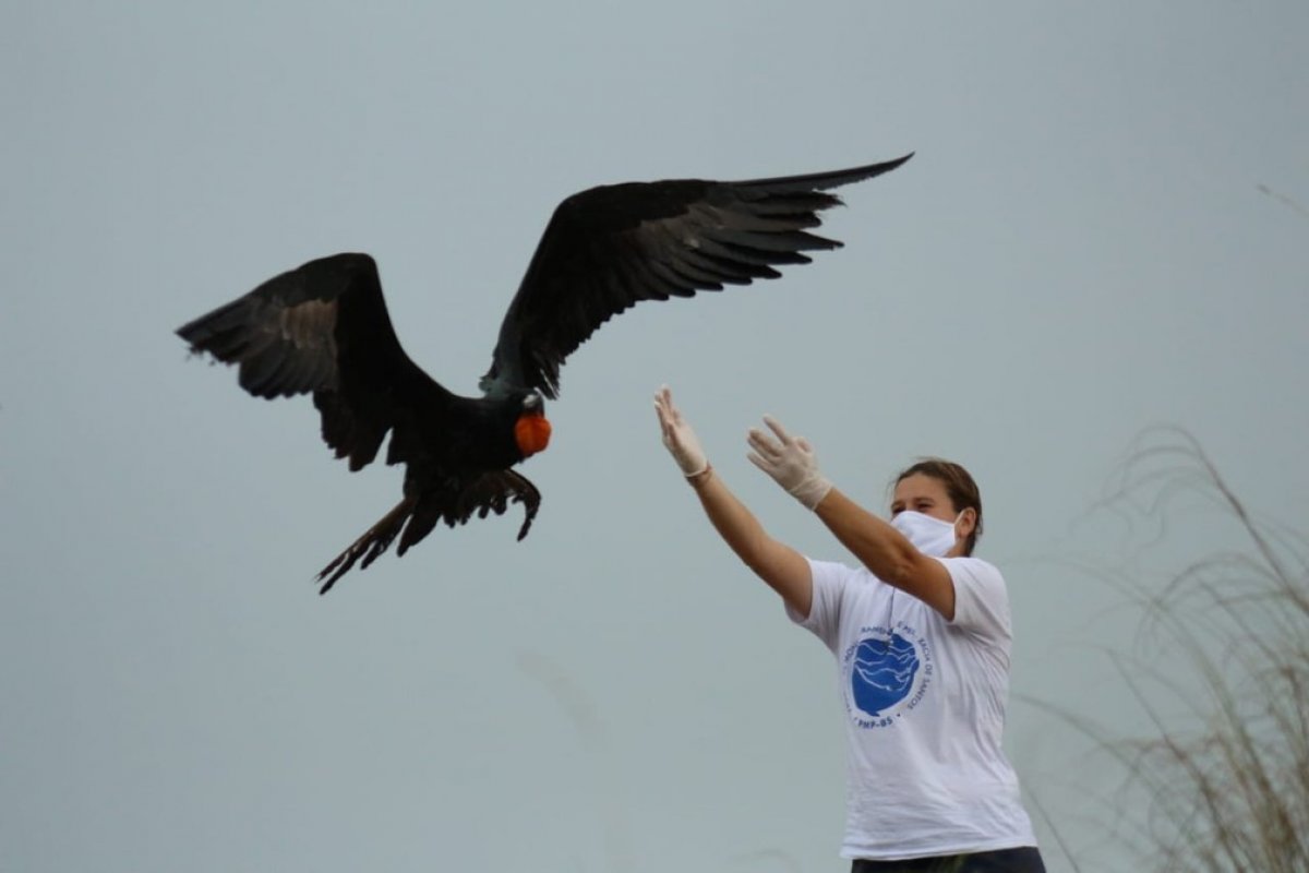Projeto resgata e reabilita cerca de 300 animais marinhos em Santa Catarina