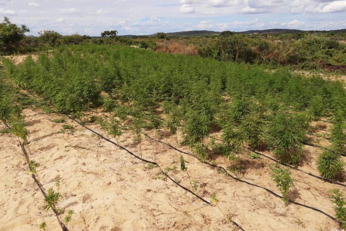 Plantação com 250 mil pés de maconha é encontrada no norte da Bahia