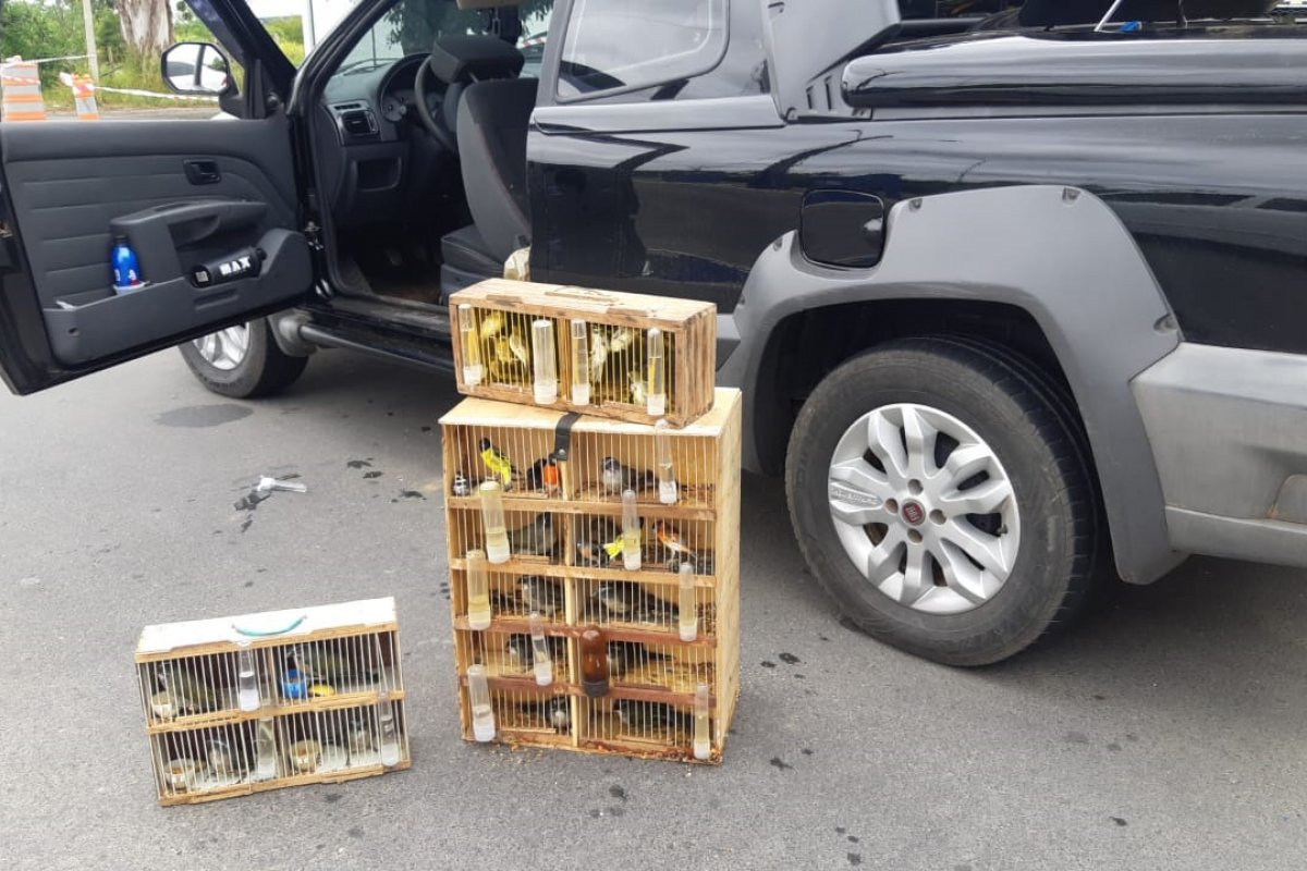 PRF-BA resgata mais de 100 aves silvestres na BR 116; uma ave estava morta