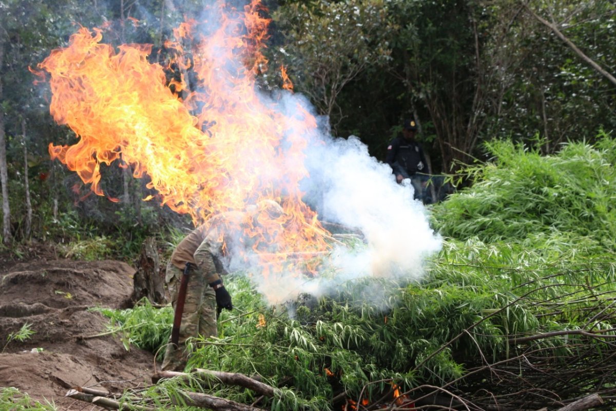 PM erradica cerca de um milhão de pés de maconha em Janeiro de 2021