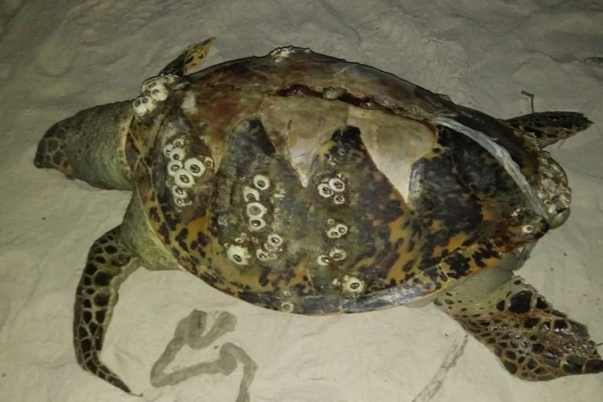 Mais de 50 animais marinhos são achados mortos no 1º mês de 2021 no sul da Bahia