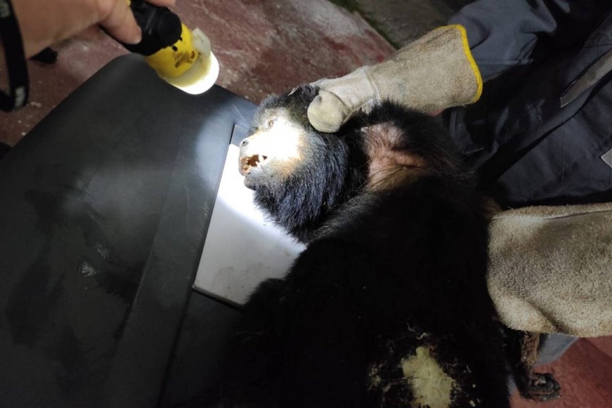 Macaco é resgatado após ser atropelado em estrada no oeste da Bahia