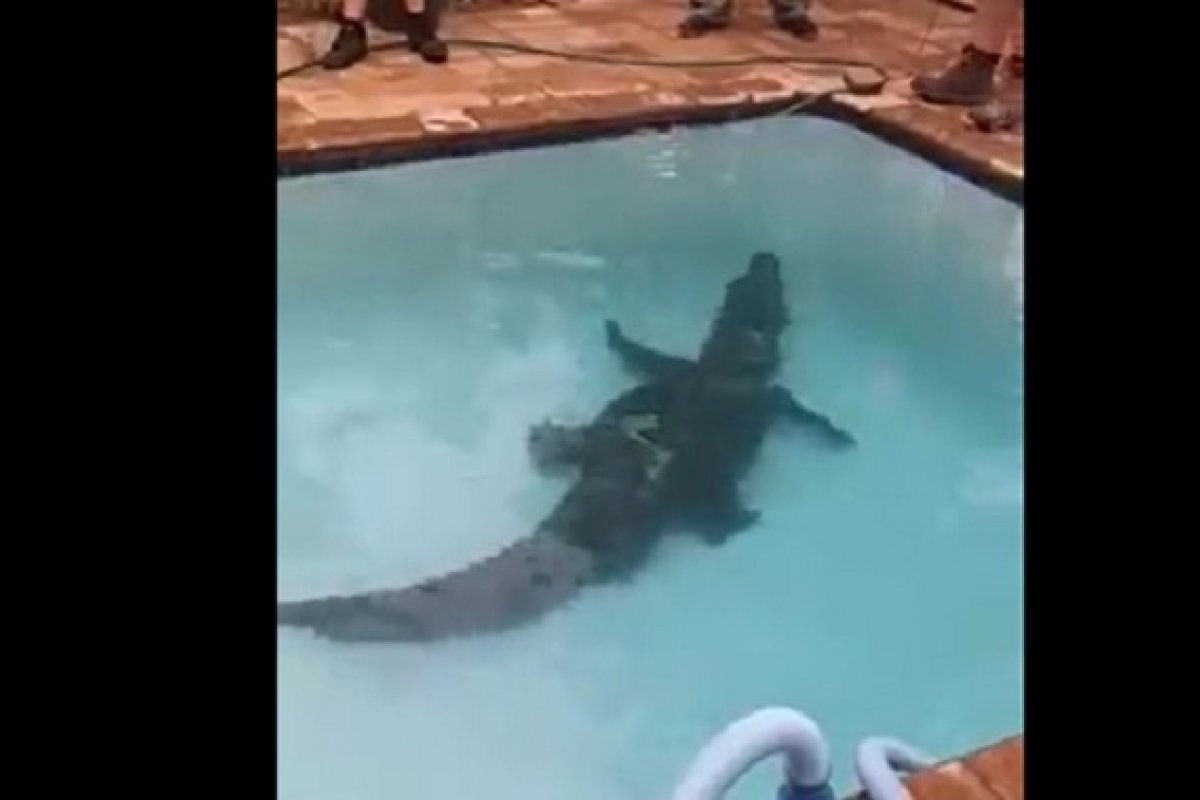 Vídeo: crocodilo de três metros é encontrado dentro de piscina na África do Sul