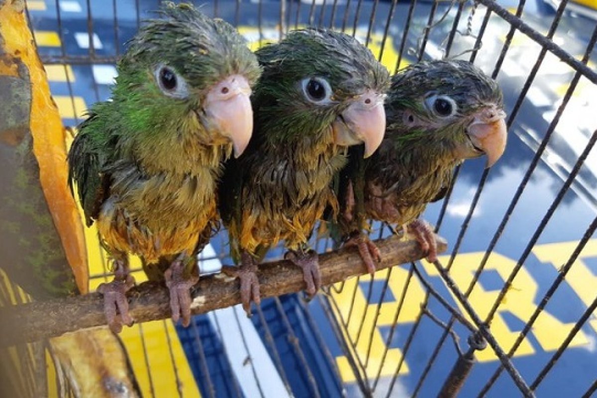 Quase 3 toneladas de carvão vegetal comercializado irregularmente foram apreendidas 
