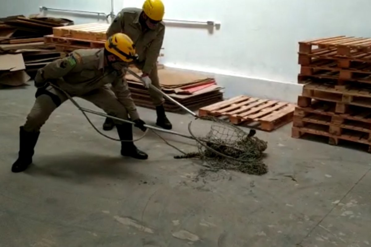 Jaguatirica é regatada em depósito de produtos químicos