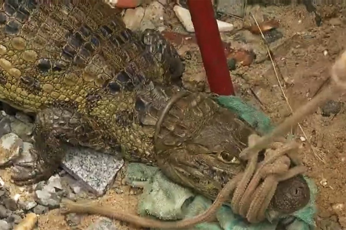 Jacaré é encontrado em praia de Salvador e Guarda Municipal realiza captura