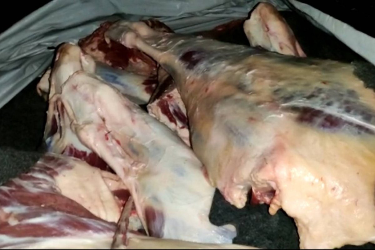 Vigilância sanitária apreende uma tonelada de carne de abate clandestino em Itamaraju, no sul da Bahia