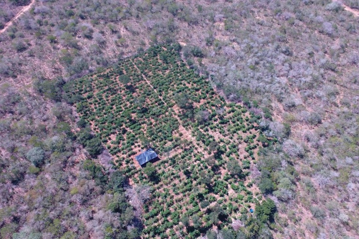 Drone descobre plantação com 40 mil pés de maconha na Bahia