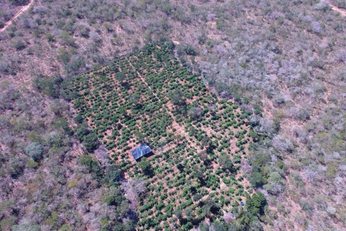 Drone descobre plantação com 40 mil pés de maconha na Bahia