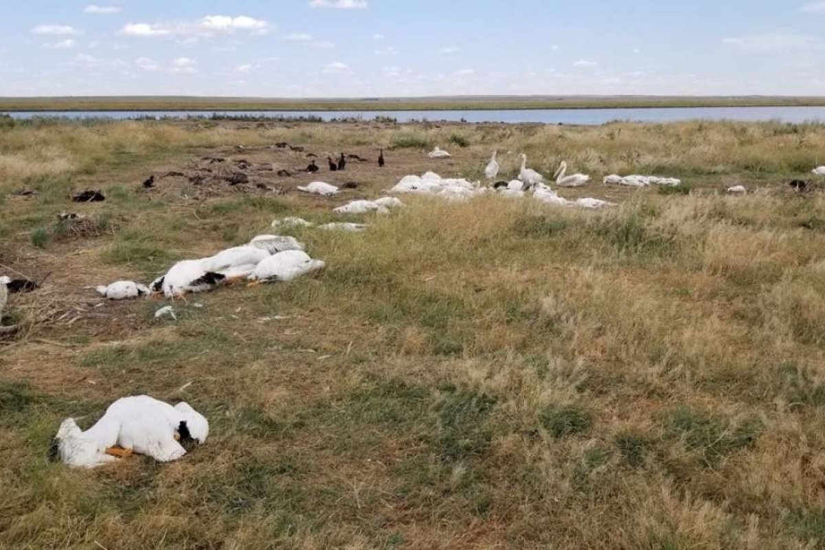 Após tempestade de granizo, pássaros são encontrados mortos nos EUA