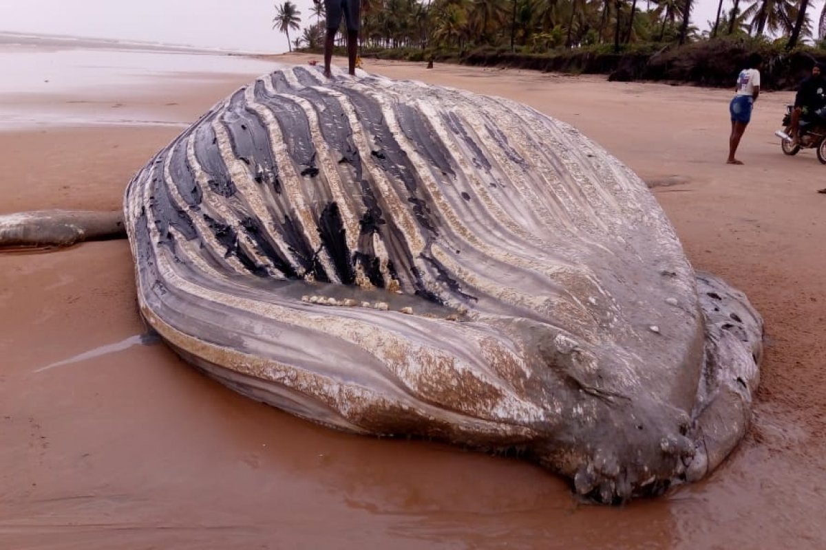 Baleia Jubarte é encontrada morta em praia no sul da Bahia