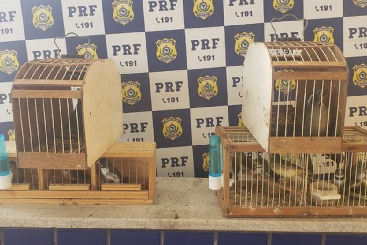 PRF apreende pássaros silvestres transportados de forma irregular em Vitória da Conquista