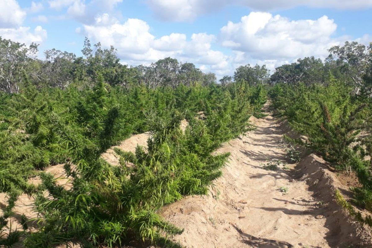 Uma tonelada de maconha e 125 pés da droga são encontrados em sítio da Bahia