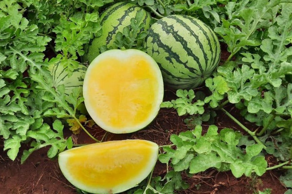 Venda de melancia amarela cresce no mercado brasileiro