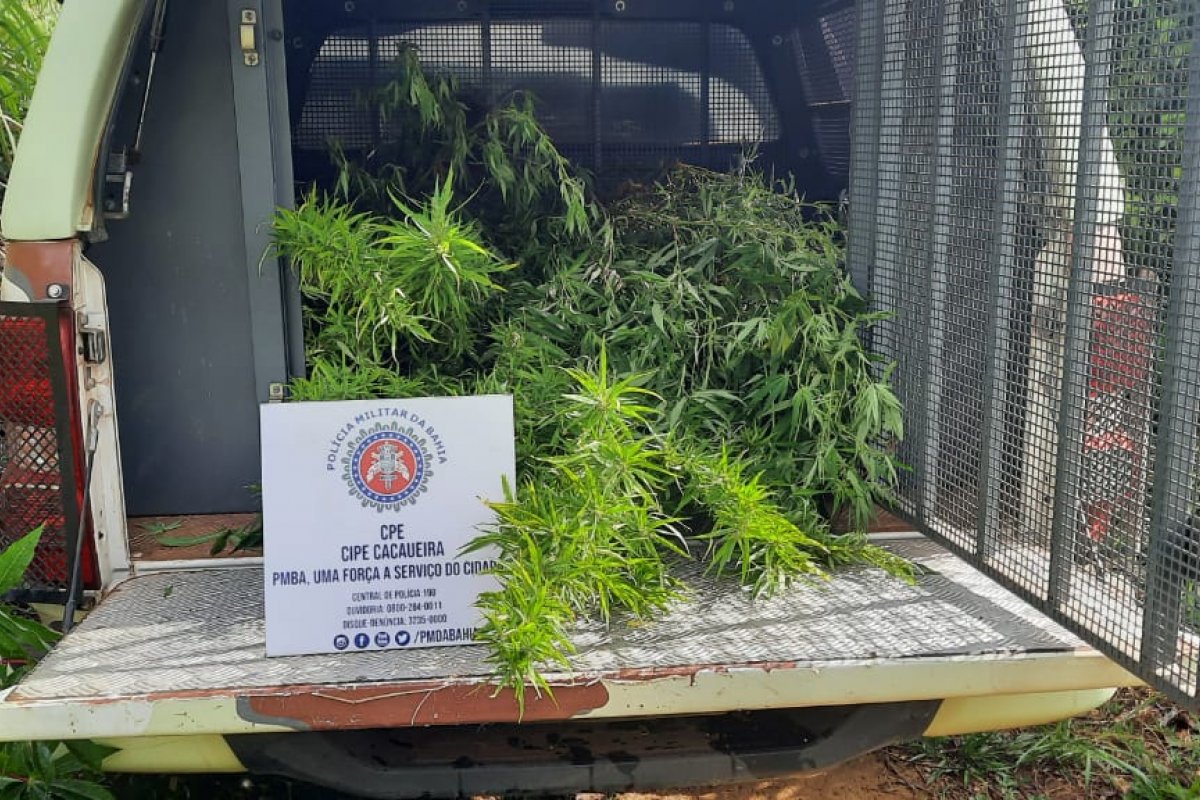 Polícia encontra 1,2 mil pés de maconha no sul da Bahia