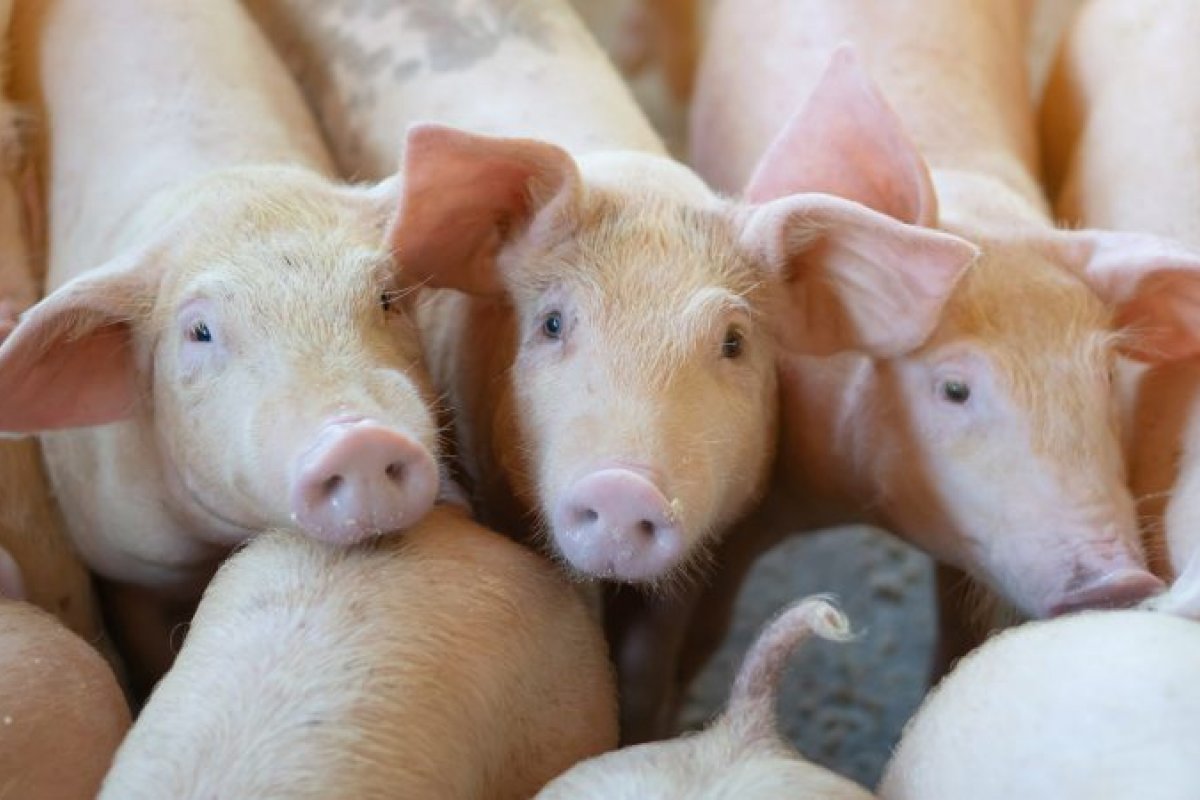 Cresce o abate de suínos e frangos no quarto trimestre de 2020