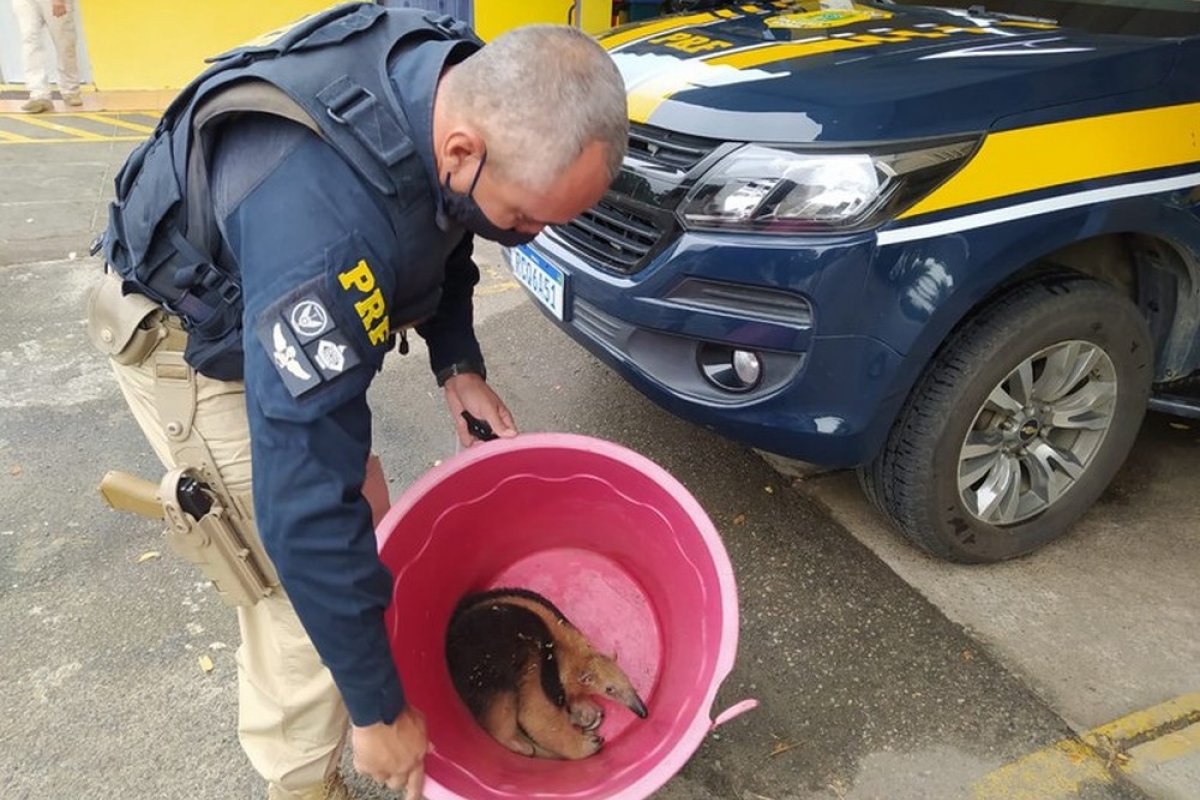 Tamanduá ferido é resgatado pela PRF-BA no sul da Bahia