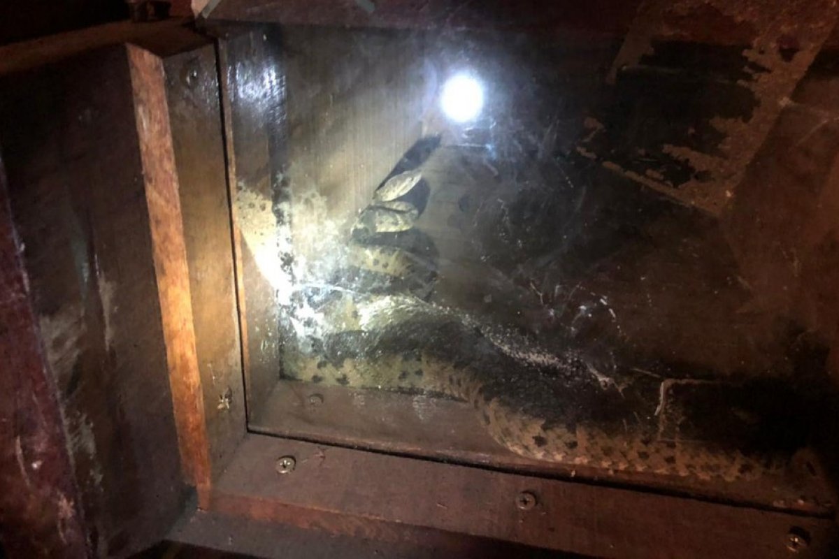 Cobra é resgatada em garagem de casa em Barreiras