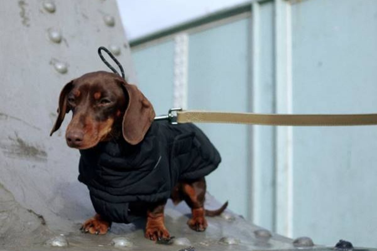 Zara lança linha pet