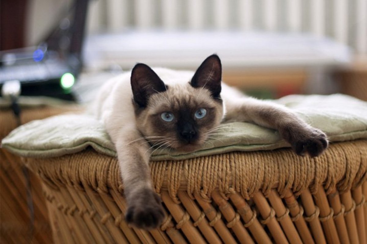 Estudo revela quais animais poderiam ser hospedeiros dos novos coronavírus