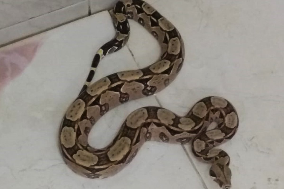 Três jiboias são encontradas em locais diferentes de Salvador