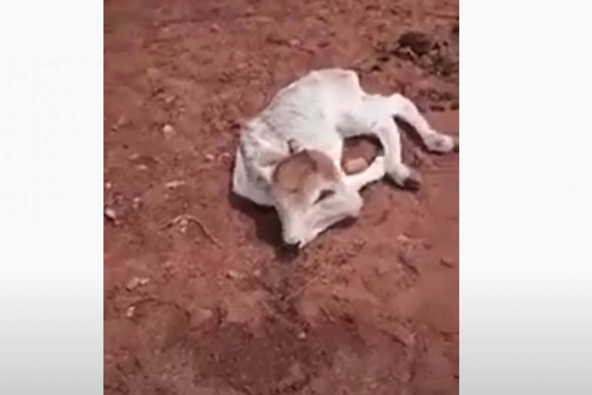 Vídeo: em caso raro, bezerro nasce com duas cabeças no interior do RN