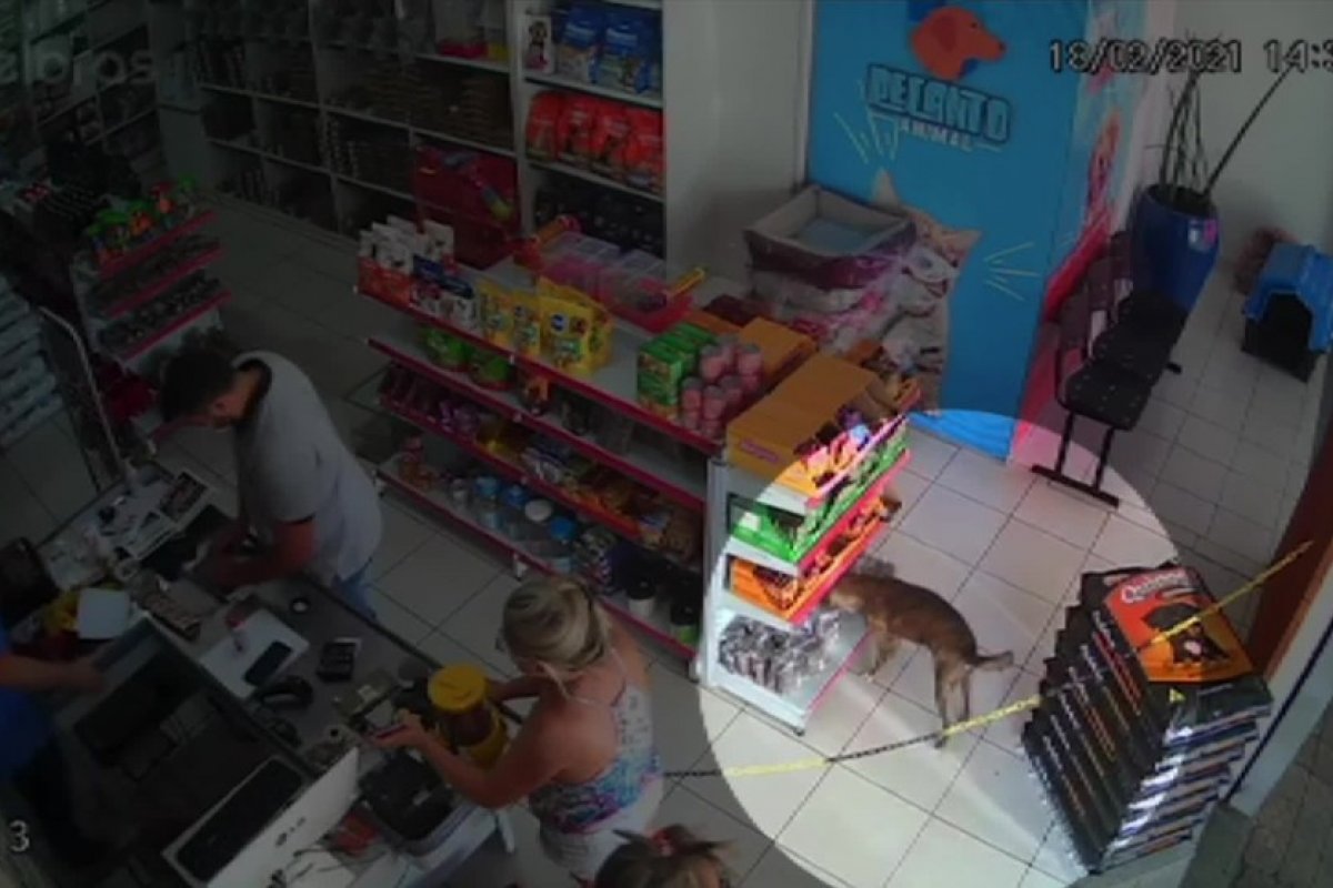 Vídeo: cachorro é flagrado "furtando" petiscos em pet shop