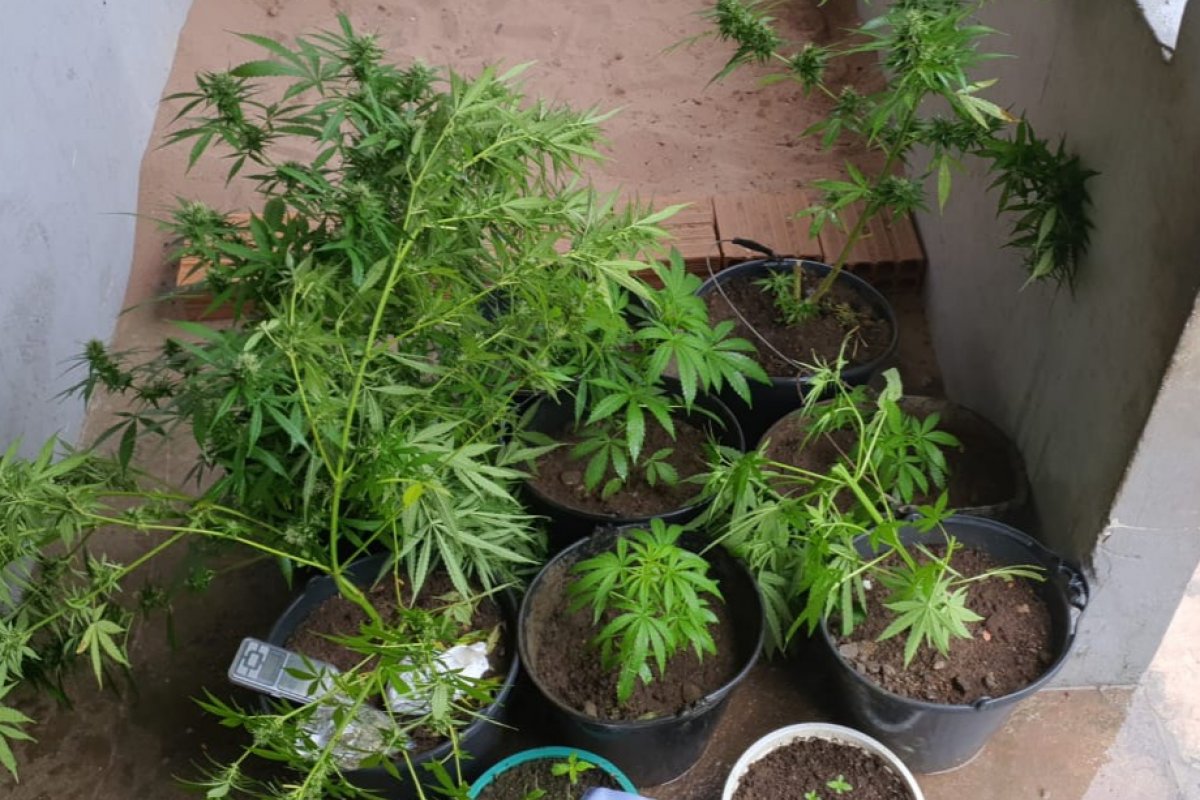 Operação policial localiza 150 pés de maconha no sul da Bahia