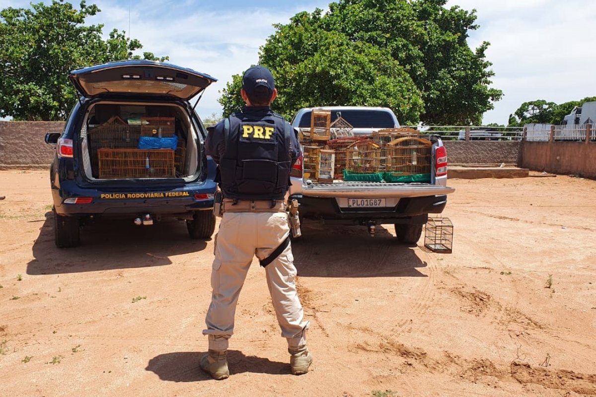 Mais de 70 aves silvestres são resgatadas pela PRF-BA em operação no interior da Bahia