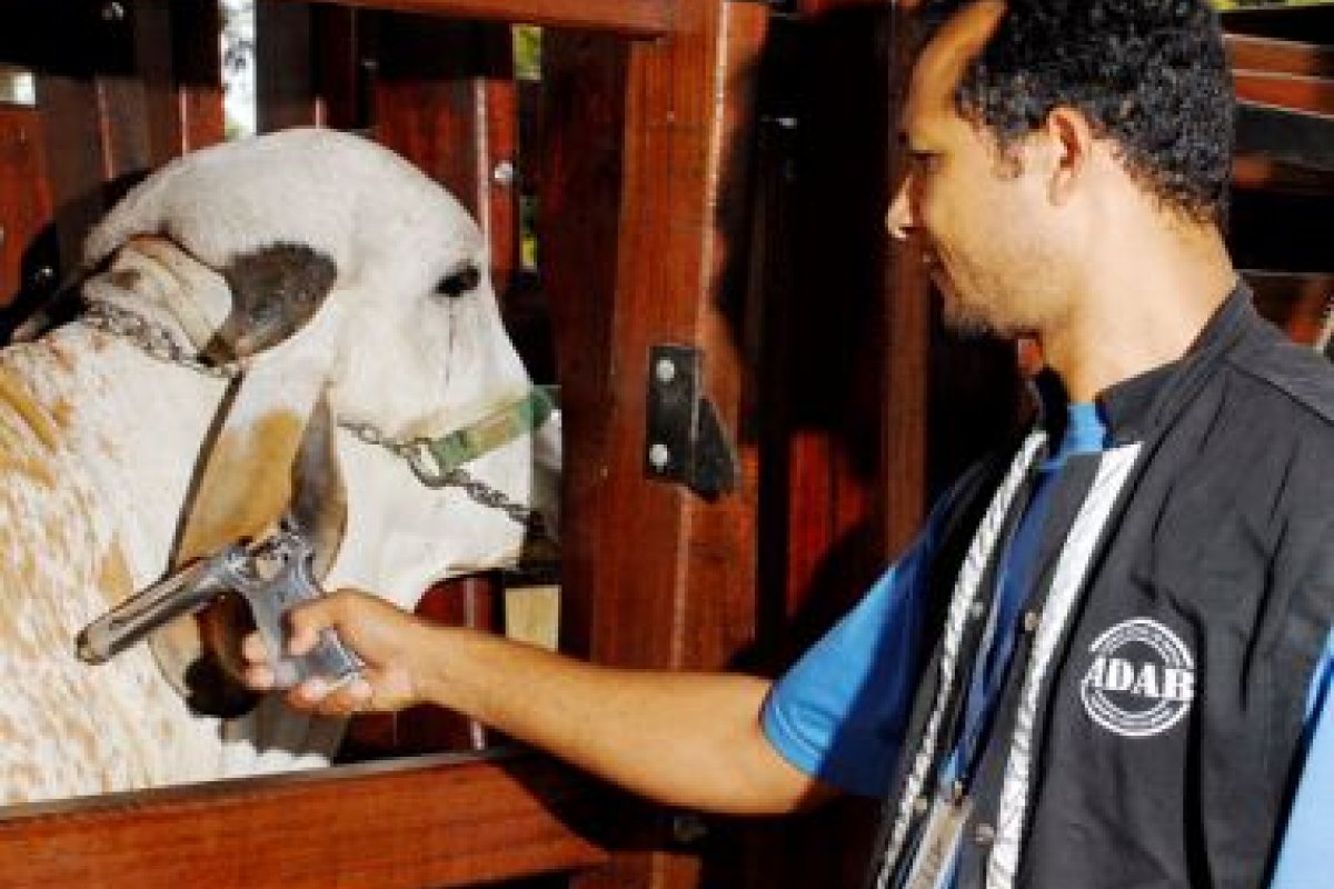 Na próxima sexta-feira, termina o prazo para vacinação contra a febre aftosa