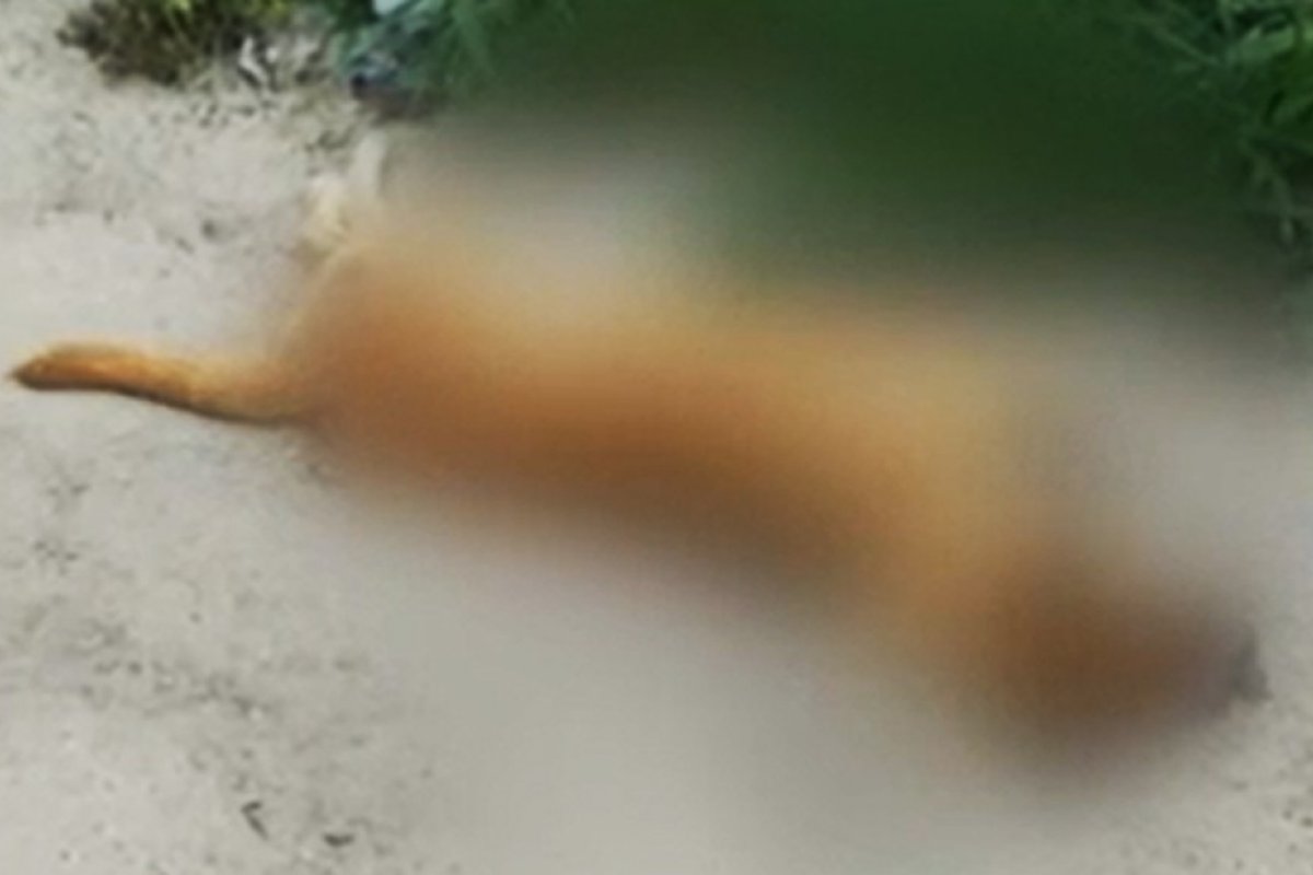 Oito cães são encontrados mortos em bairro de Teixeira de Freitas