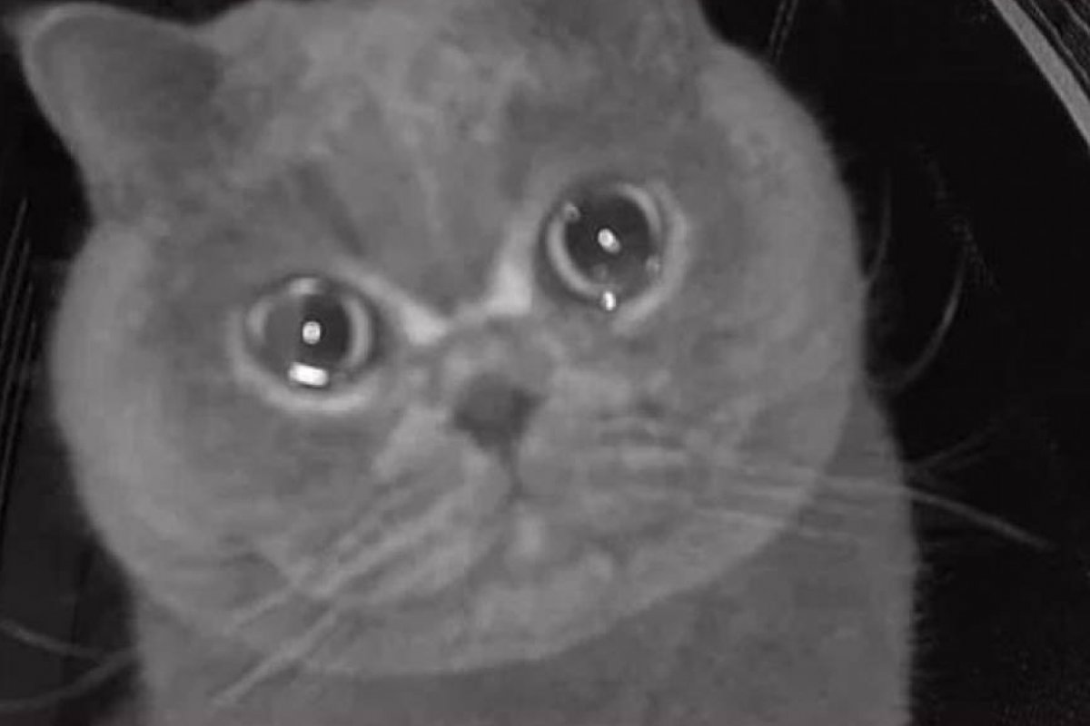 Vídeo: Gato chora em frente a câmera de segurança com saudade dos donos