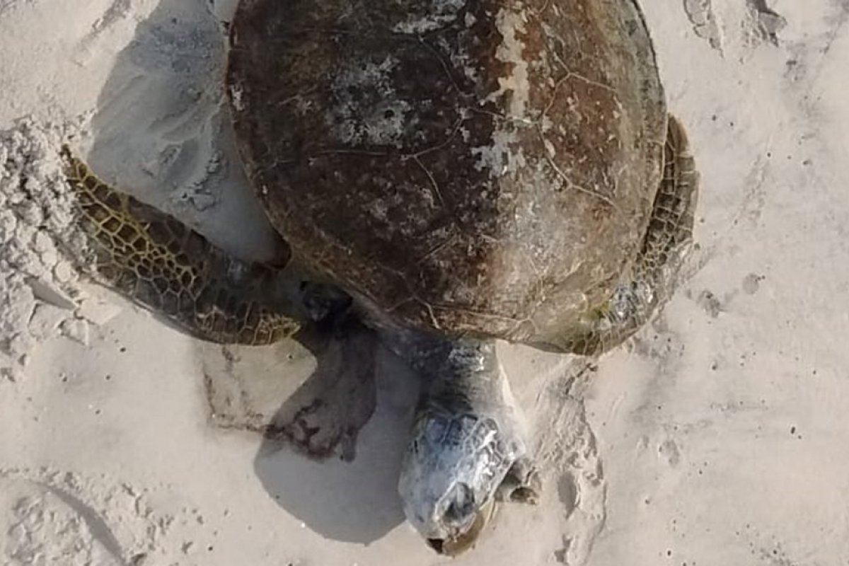 Região sul da Bahia registra mais de 80 animais marinhos mortos em 2021, diz projeto