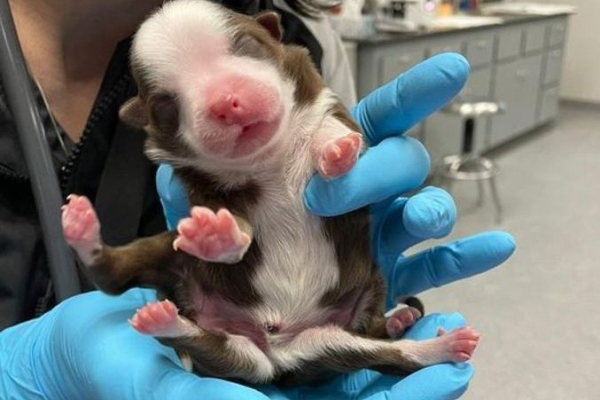 Cachorrinha sobrevive ao nascer com um distúrbio congênito