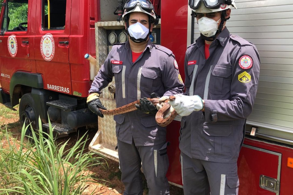 Jiboia é resgatada dentro de uma garagem de ônibus no oeste da Bahia