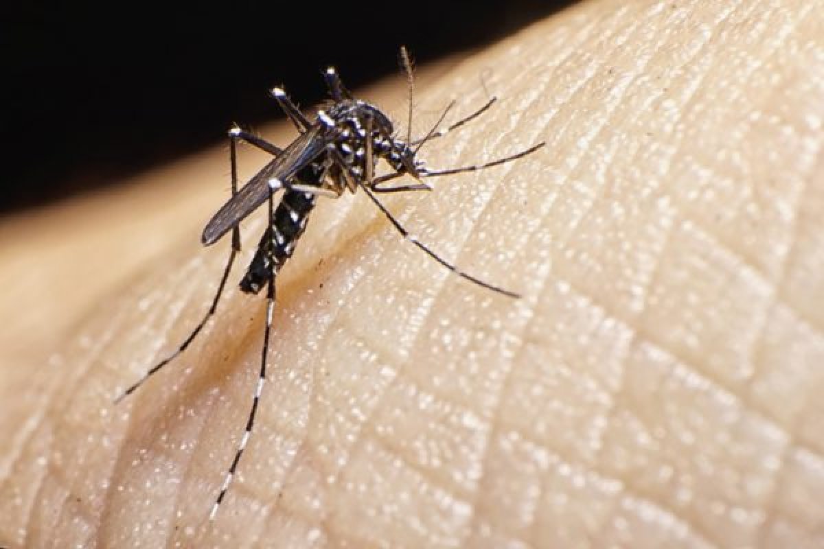 Casos de dengue, Zika e Chikingunya caíram mais de 90% em Salvador em 2021