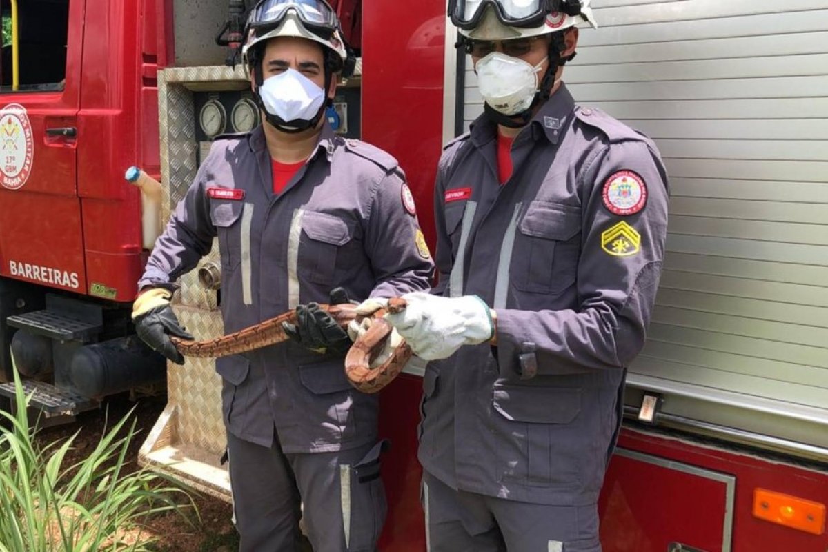 Cobra é resgatada por bombeiros após entrar em garagem de ônibus na Bahia