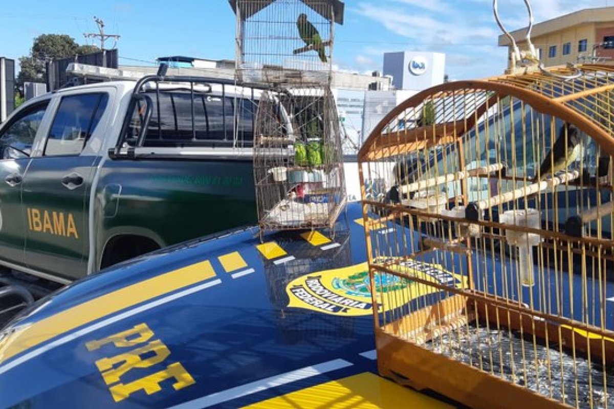 Homem é detido em flagrante com aves silvestres dentro de um veículo na BR 101