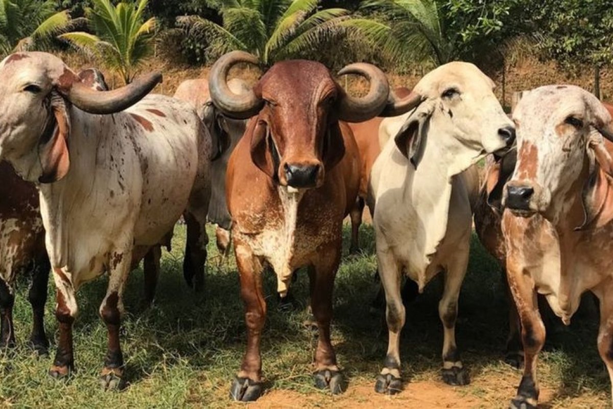 Brasil tem 30 fábricas de vacina para gado e só 2 para humanos, diz Sindan