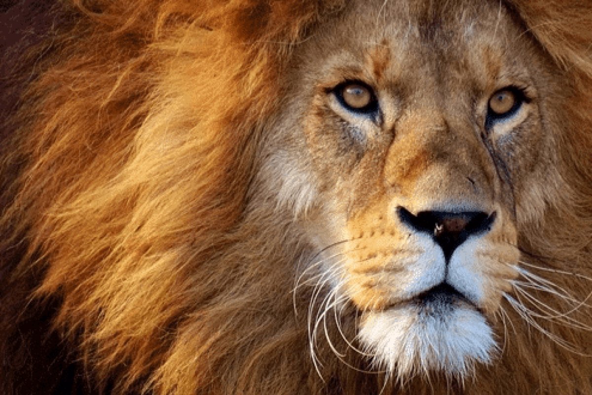 Receita Federal libera programa do Imposto de Renda 2021