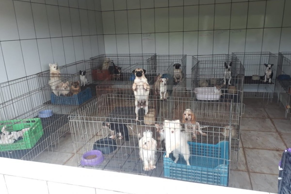 Dona de canil tem pedido de indenização de R$ 5 milhões negada pela Justiça