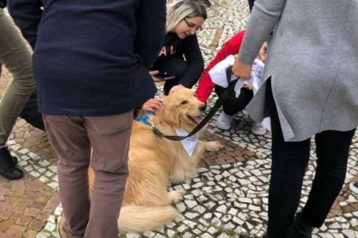 Universidade do Paraná vai oferecer terapia com cães para estudantes