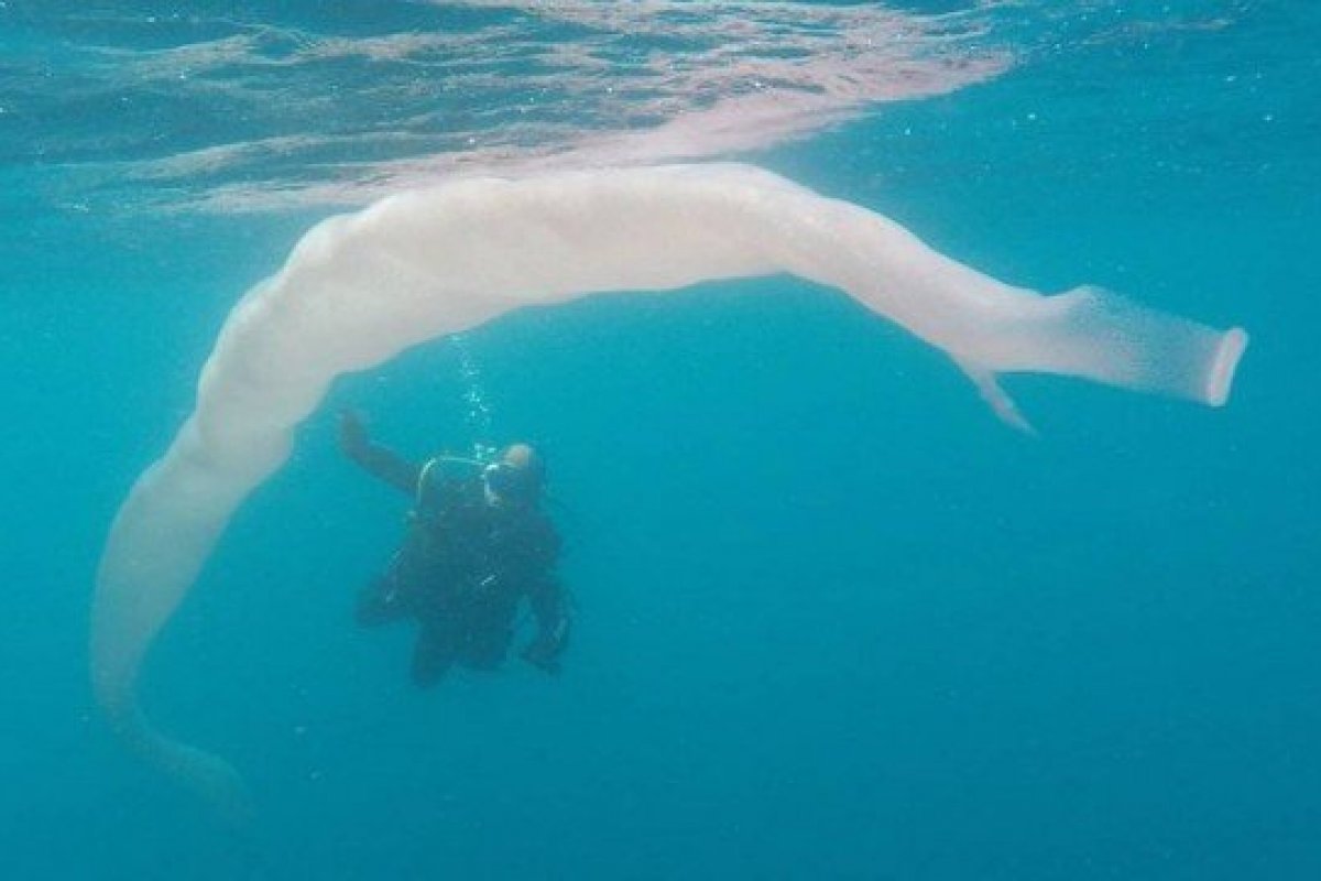 Mergulhadores encontram uma verme gigante em Nova Zelândia