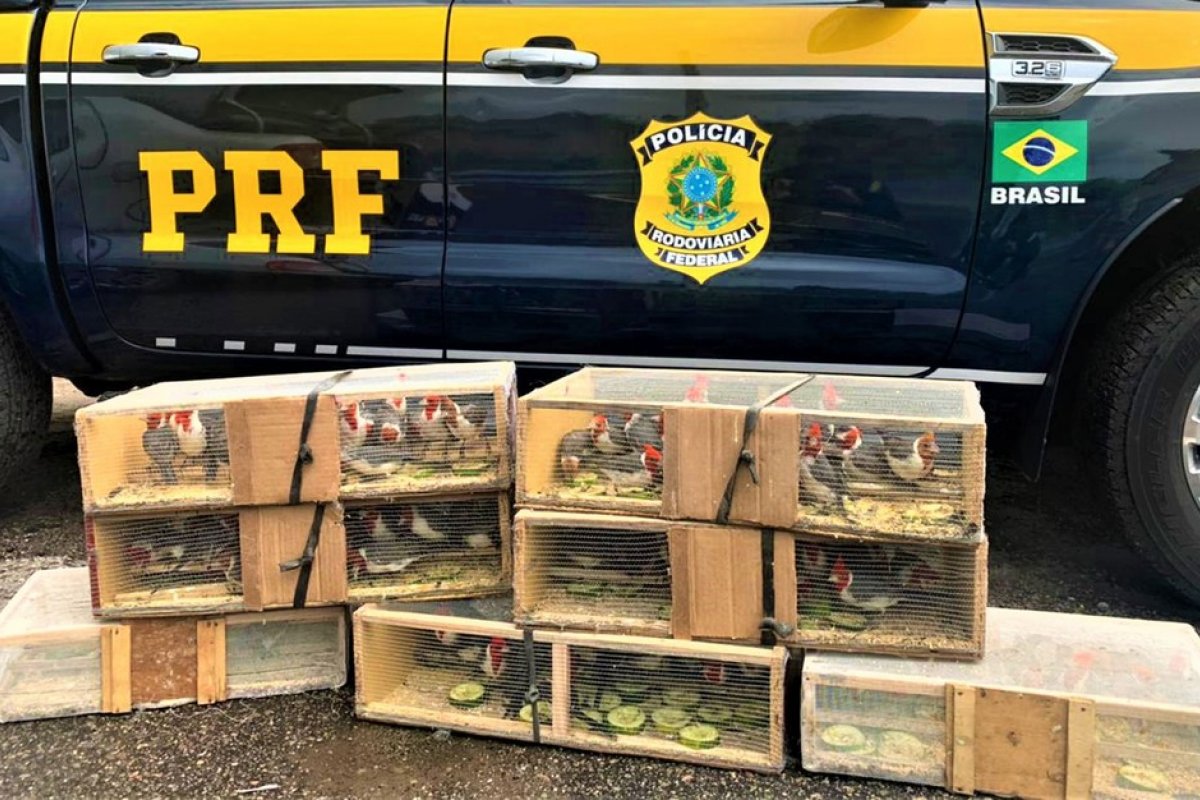 PRF resgata mais de 100 cardeais dentro de porta-malas de carro na Bahia
