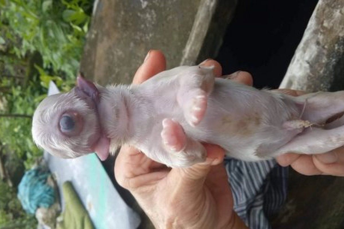 Filhote de cachorro nasce com mal formação e fica conhecido como Ciclope