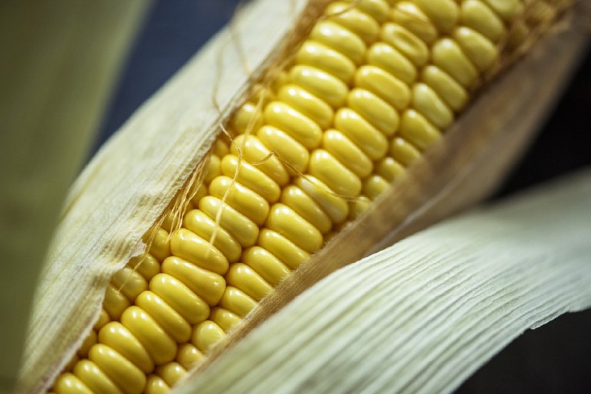 Mapa monitora doenças no milho