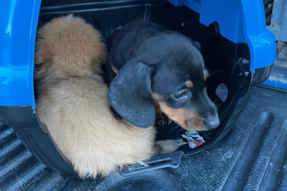 Ação policial resgata 46 cachorros em situação de maus-tratos em casa de Vitória da Conquista